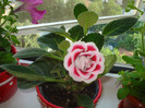 GLOXINIA