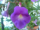 primul achimenes inflorit