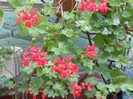 muscata curgatoare