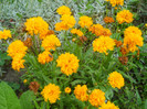 heliopsis