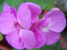 muscata