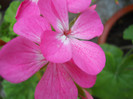 muscata