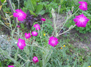 lychnis