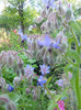 limba mielului-borago officinalis-echium amoenum