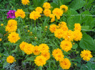 heliopsis-scabra