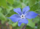 limba mielului
