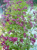 clematis viticella purpurea plena elegans