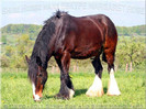 Shire_Horse_mare_Eskype_Margaret_Rose_20_April_2007_12[1]