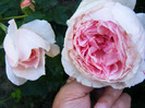 THE WEDGOOD ROSE