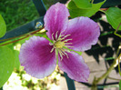PRIMA CLEMATITA