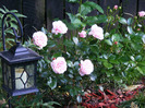 DSCF5988