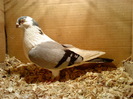 Gasit Mort 17.06.2011
