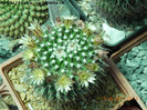 Mammillaria nejapensis