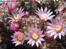 Mammillaria goodrichii