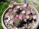 Mammillaria goodrichii