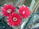 Gymnocalycium baldianum