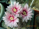 Gymnocalycium quehlianum