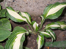 hosta