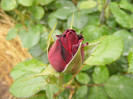 Dame de Coeur