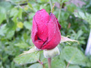 Dame de Coeur