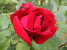 Dame de Coeur