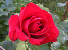 Dame de Coeur