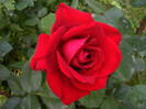 Dame de Coeur
