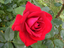 Dame de Coeur