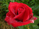 Dame de Coeur