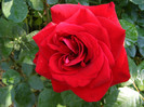 Dame de Coeur