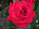 Dame de Coeur