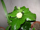 DSC06588