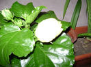 DSC06585