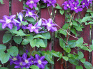 Clematis 2011