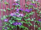 Clematis 2011
