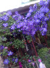 clematis1