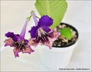 12_IMG_424_FloriPremiante
