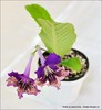 12_IMG_425_FloriPremiante