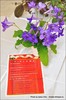13_IMG_416_FloriPremiante