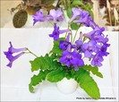 13_IMG_419_FloriPremiante