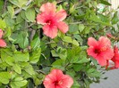 DSCF8048