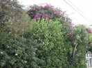 DSCF8052