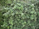DSCF8053