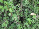 DSCF8069