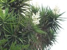 DSCF8075