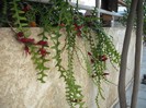 DSCF8095