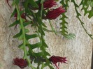 DSCF8096
