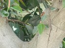 DSCF8098