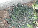 DSCF8104