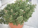 DSCF8109